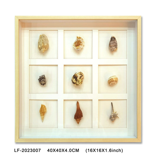 Nature 9 Shells Shadow Box With Wooden Color PS Frame